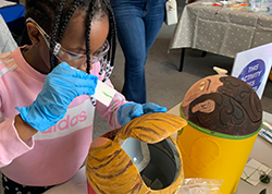 Capsule sponge activity at the Cambridge Festival